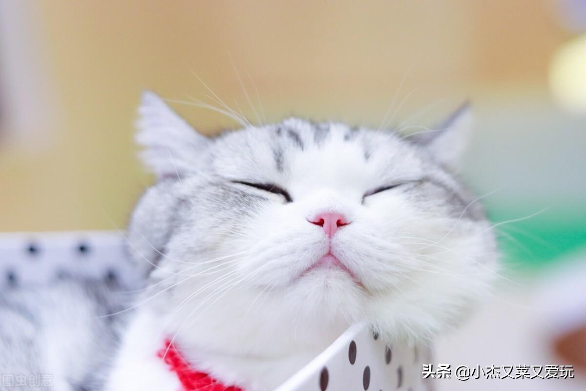 起司猫长什么样