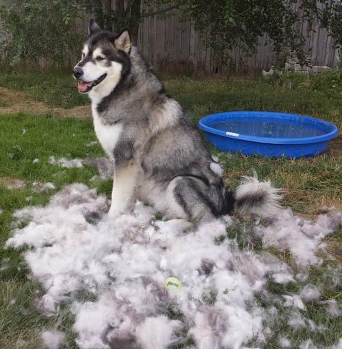 狗的毛对狗有什么作用