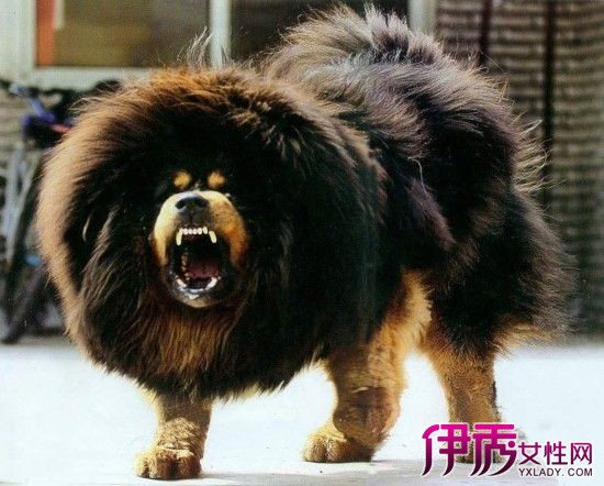 赤古藏獒多少钱一只