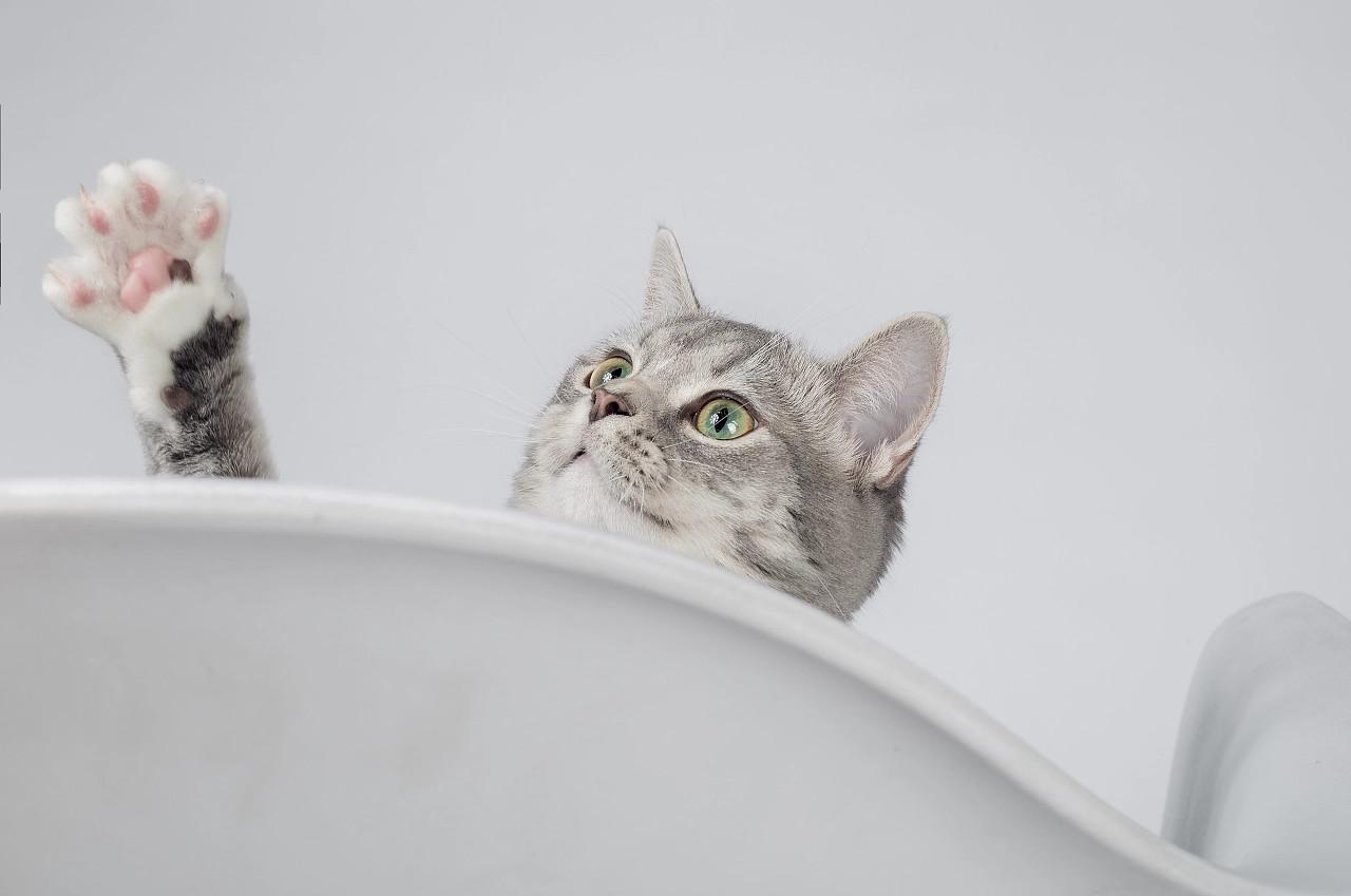 美国短毛猫价格多少钱一只