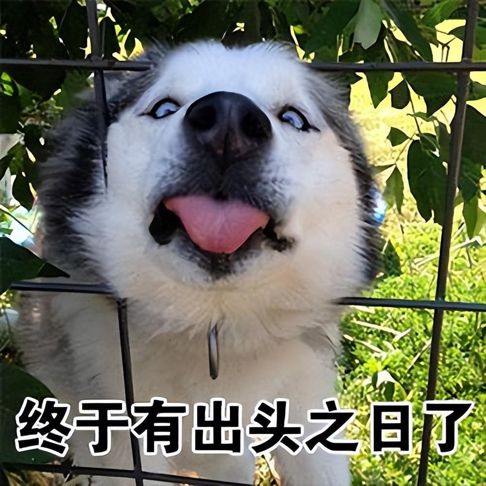 正宗蝴蝶犬图片