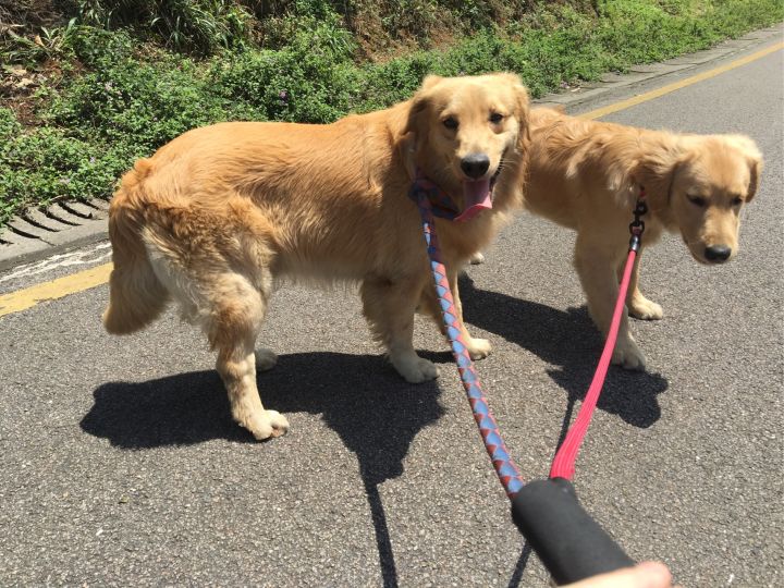 金毛犬养公的好还是母的好