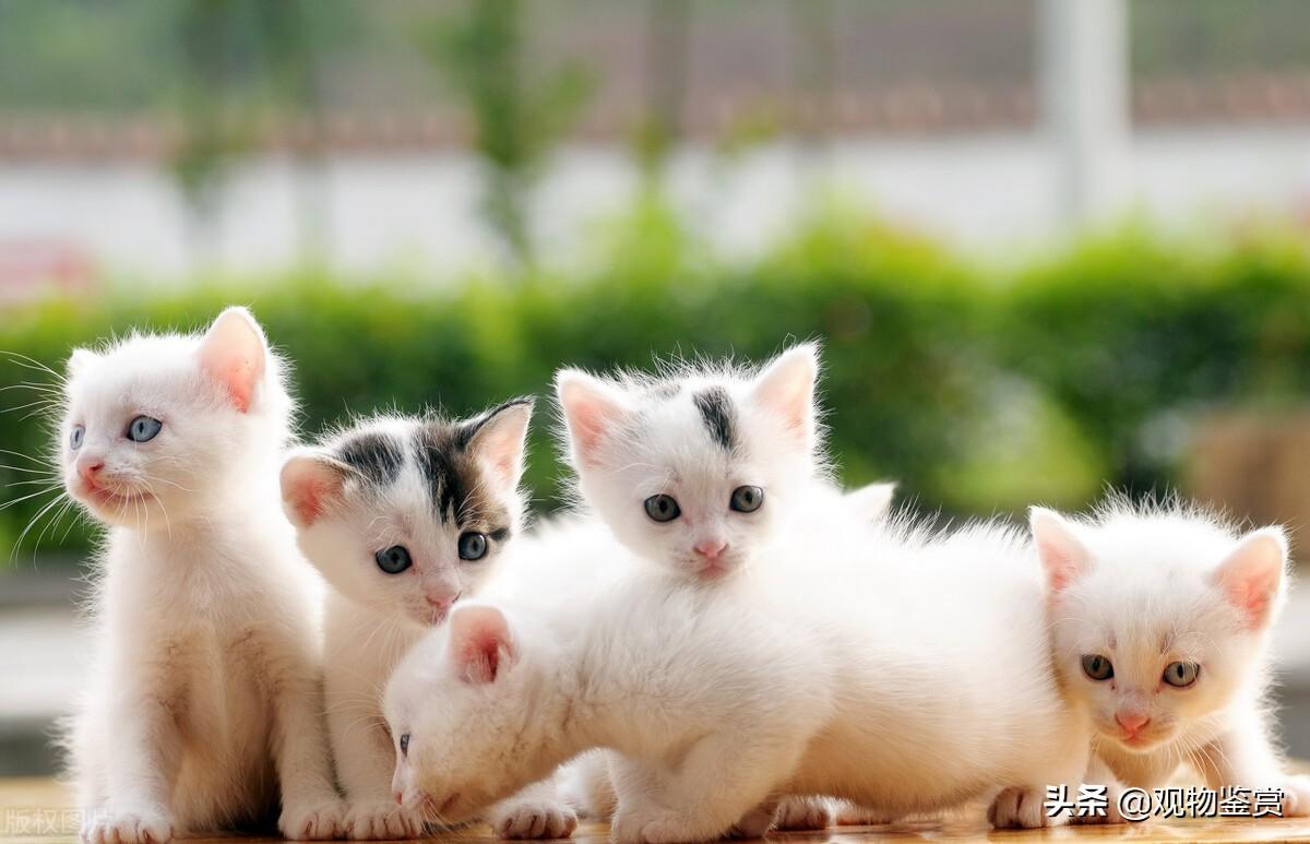 猫一胎能生几个小猫