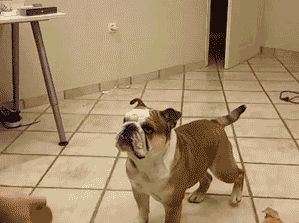 狗的名字可以叫什么