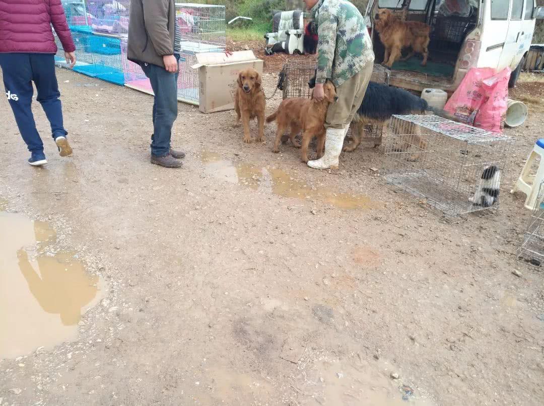 金毛配种多少钱