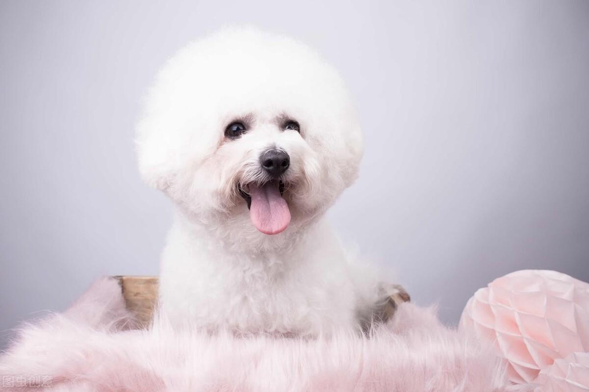 比熊耳朵毛发黄怎么回事