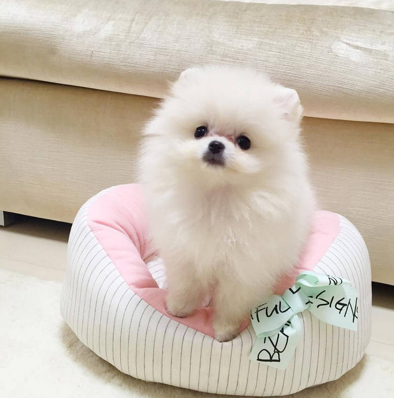 博美犬什么颜色好看