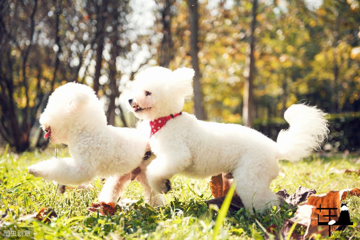 比熊吃什么毛发白又亮