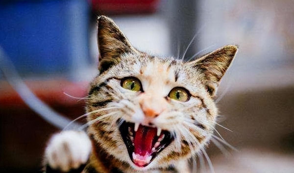 猫的狂犬病能活多久