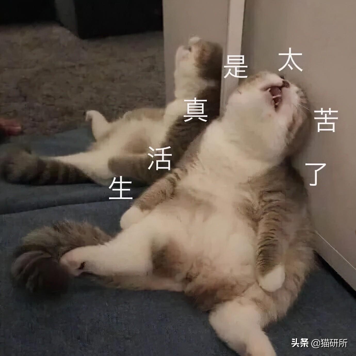 猫为啥吃巧克力会死