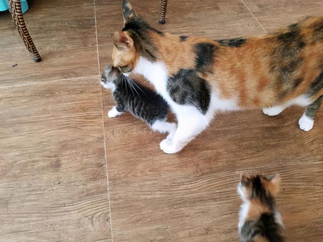 有什么办法不让母猫叼走小猫