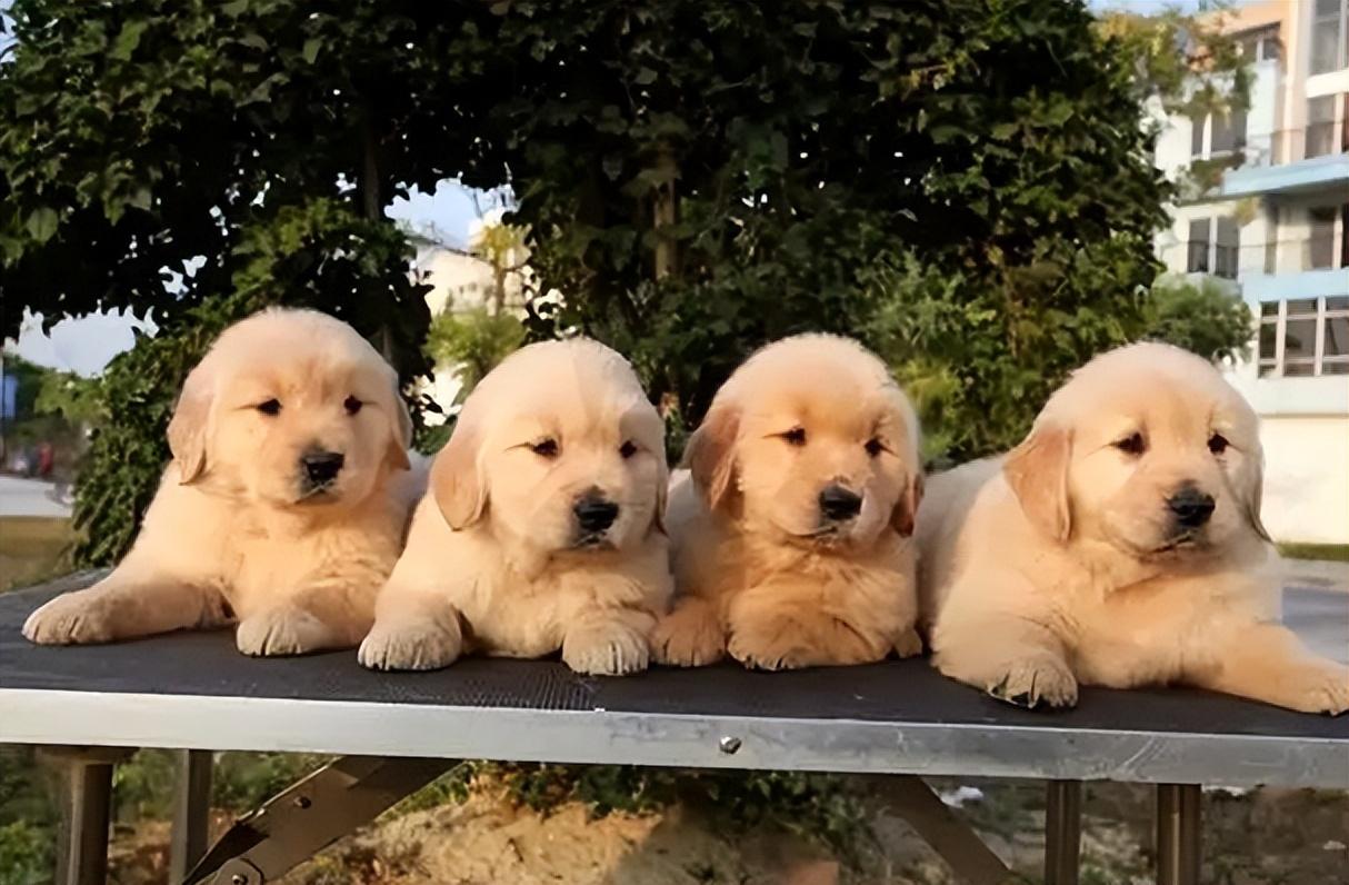 如何识别真假金毛