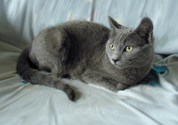 卡尔特猫多少钱一只