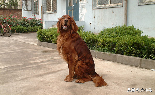 爱尔兰雪达犬多少钱一只