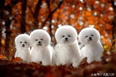 比熊犬多大产仔算正常