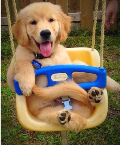 金毛幼犬怎么喂养比较好