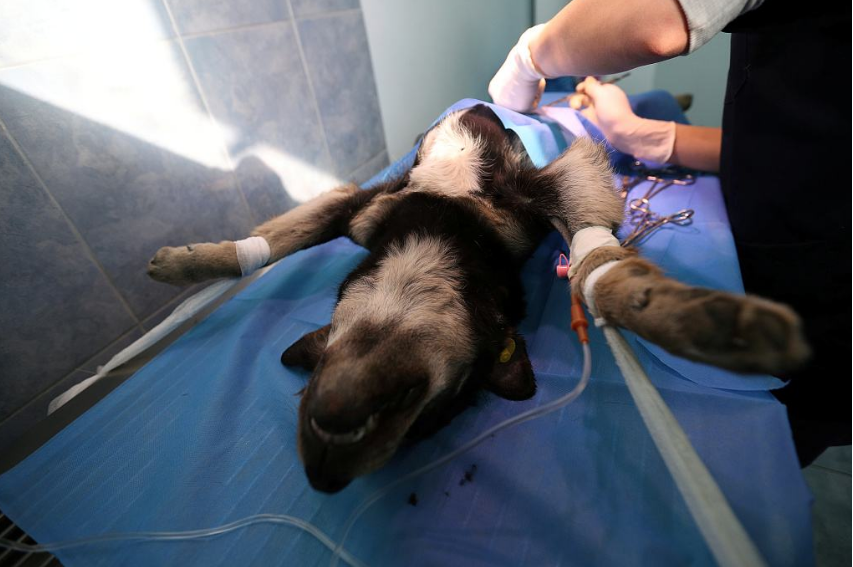 公狗狗做绝育的好处与坏处