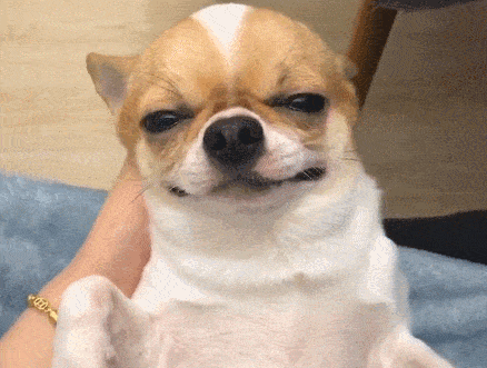 吉娃娃寿命长吗