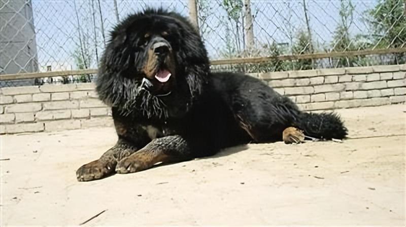 中国藏獒中的鬼獒是什么