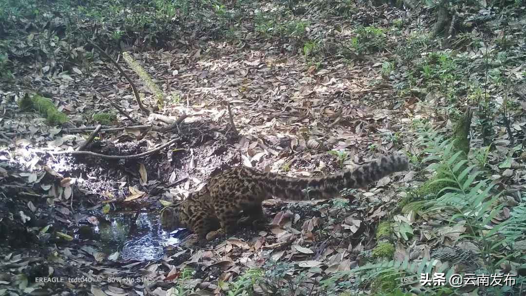 云猫是什么动物