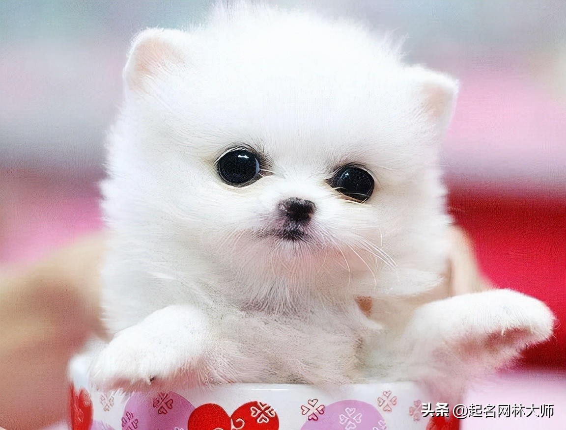 叫得比较顺口狗的名字