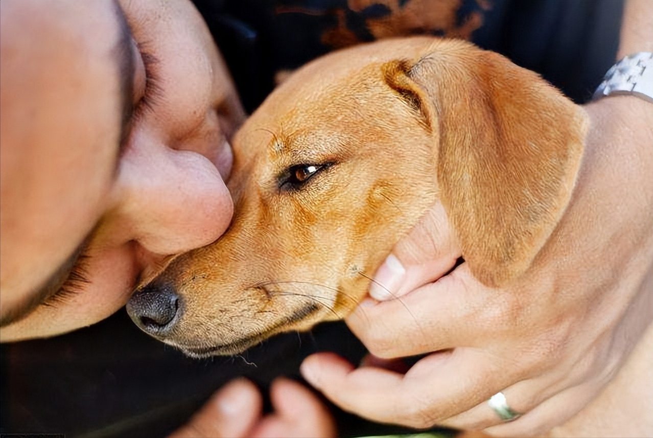 狗狗发出抽泣的声音是怎么回事