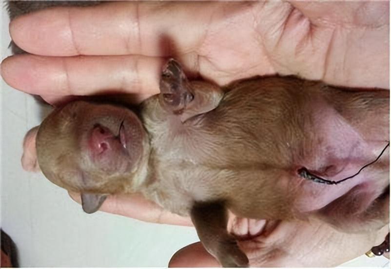 刚出生的宠物怎么护理