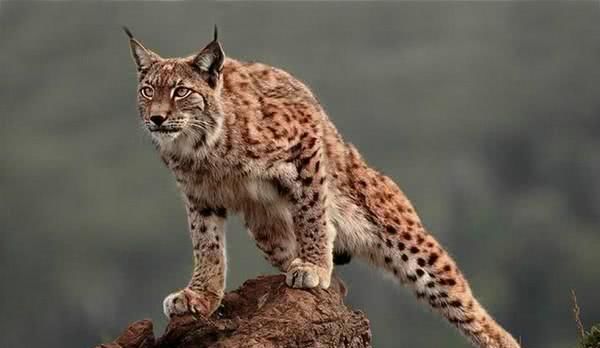 沙丘猫为什么不能养