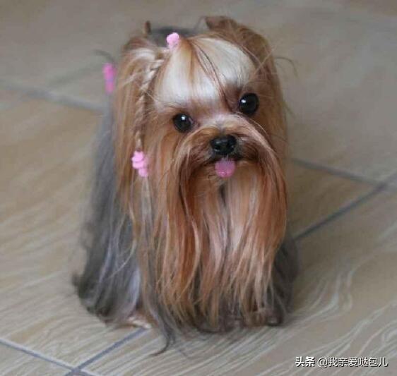 约克夏梗犬多少钱一只