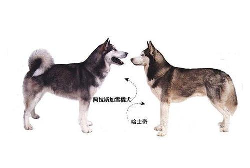 阿拉斯加犬和哈士奇怎么那么相似