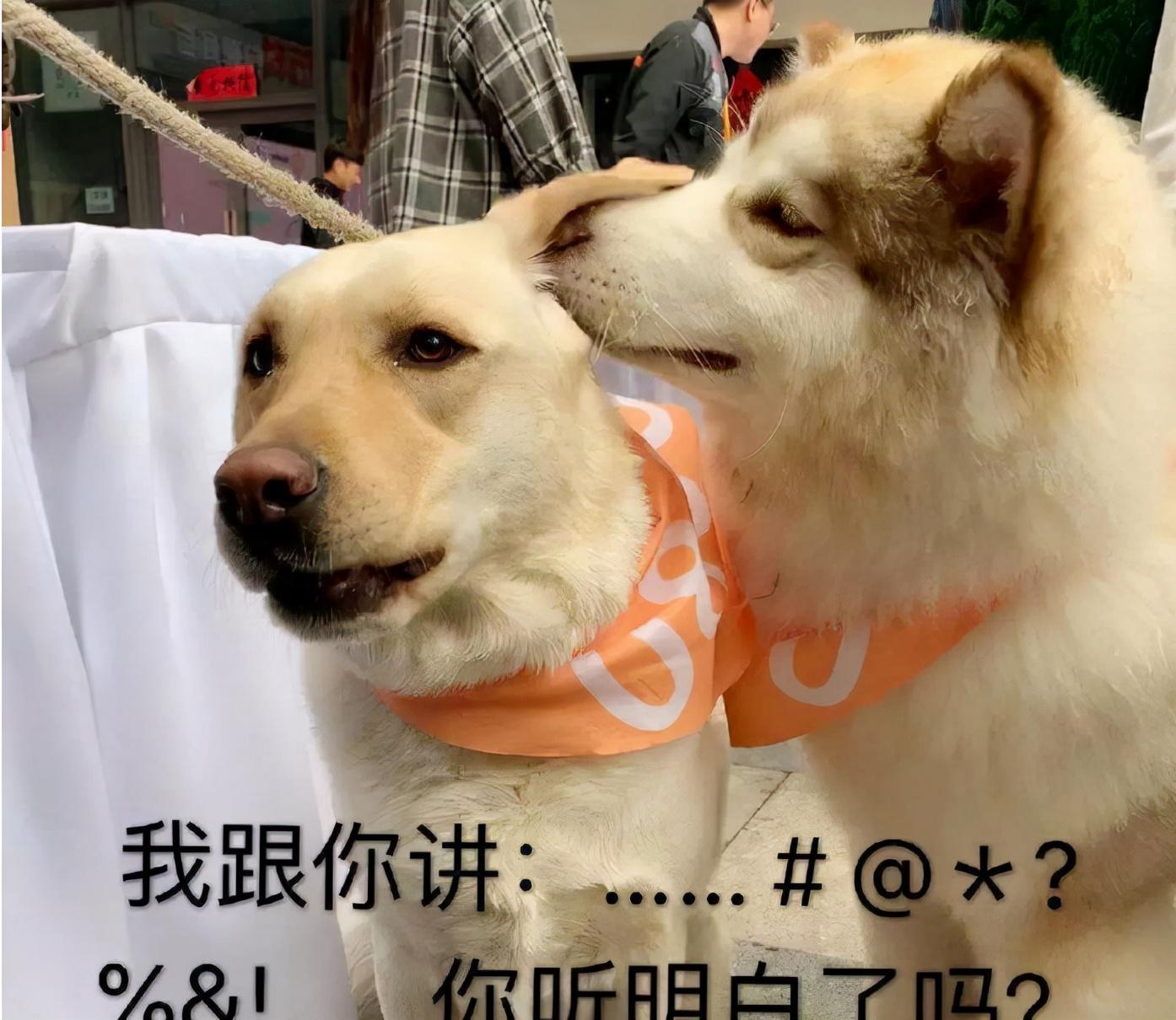 关于狗的资料简单介绍