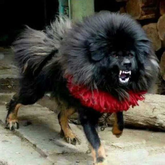 鬼藏獒和狮子谁厉害