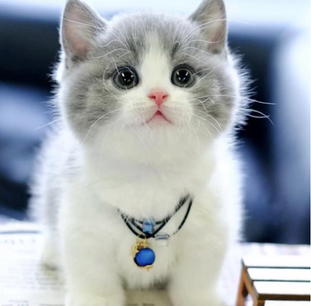 宠物猫英短蓝白好养吗