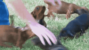 腊肠犬智商相当于人几岁