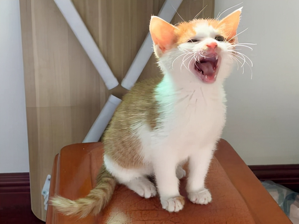 养宠物猫大概要多少钱