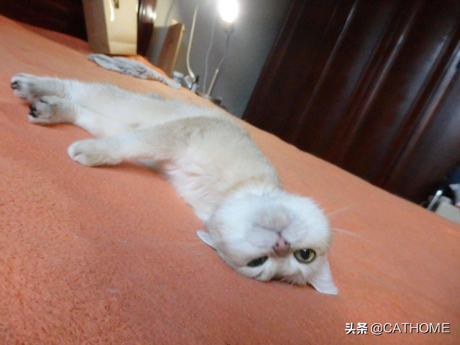 母猫什么时间绝育合适