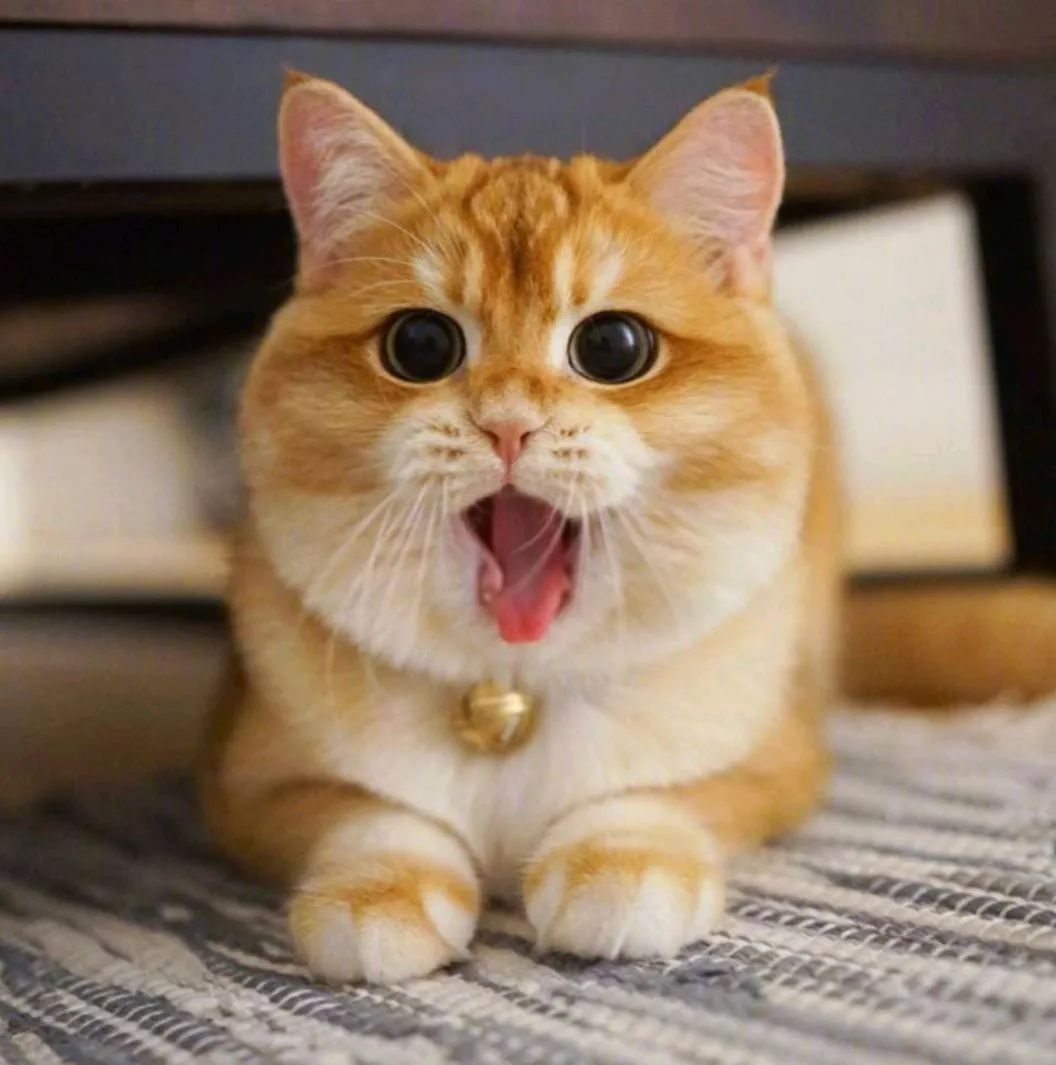 猫的品种图片名字大全