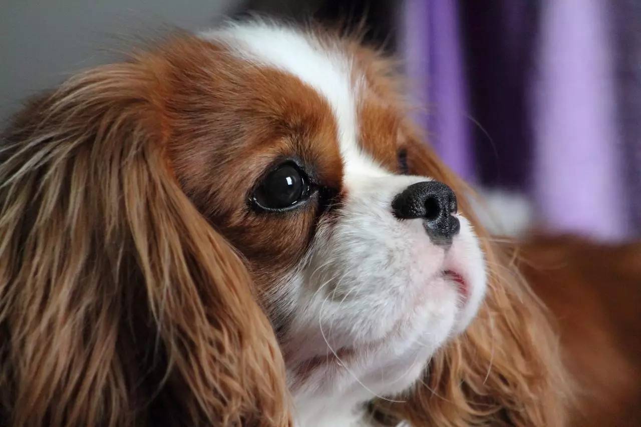 查理王小猎犬价格多少钱一只