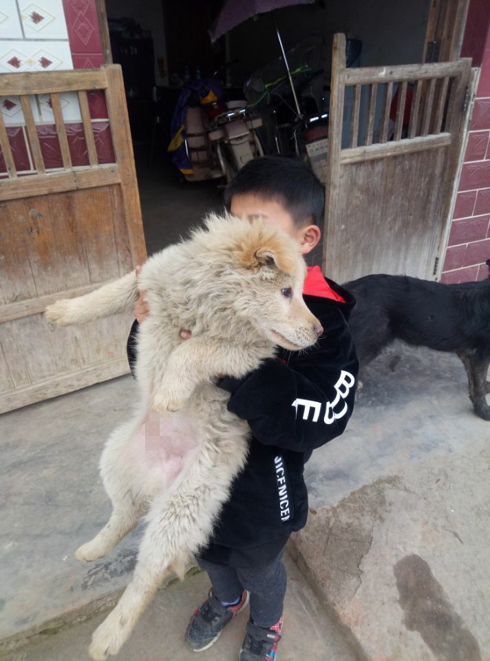 农村小狮子狗能长多大