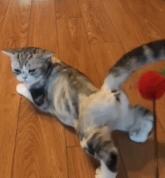 拍猫的屁股会怎么样