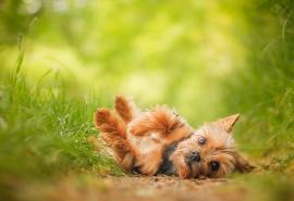 澳大利亚丝毛梗犬多少钱