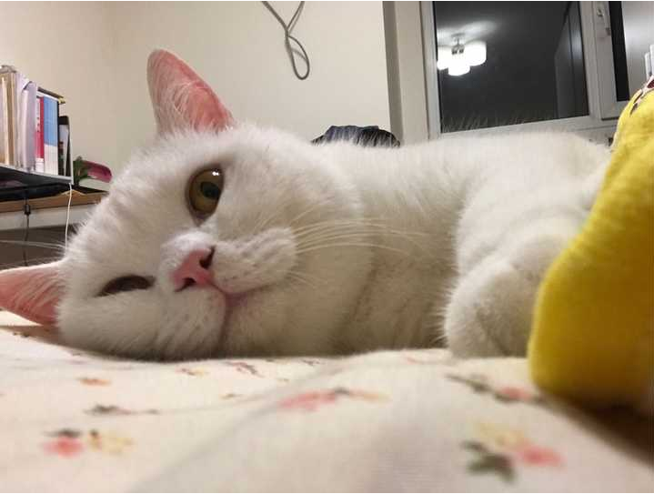 猫老想进卧室不让进就扒门