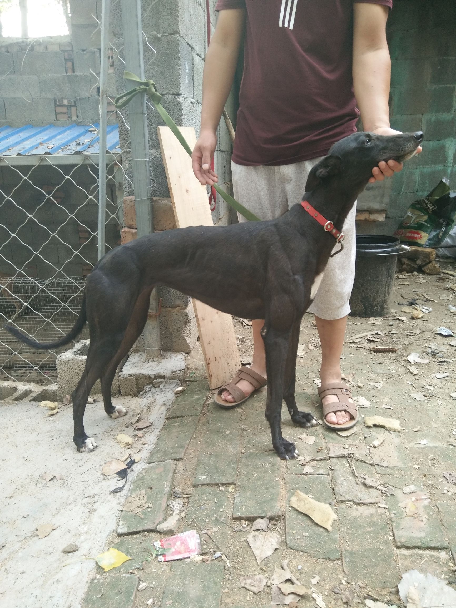 南宫格力犬种公图片