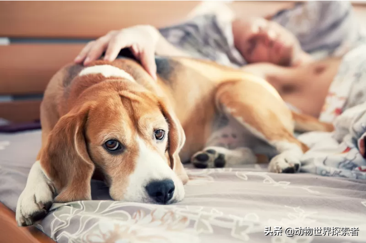 狗狗拉稀死亡征兆是什么