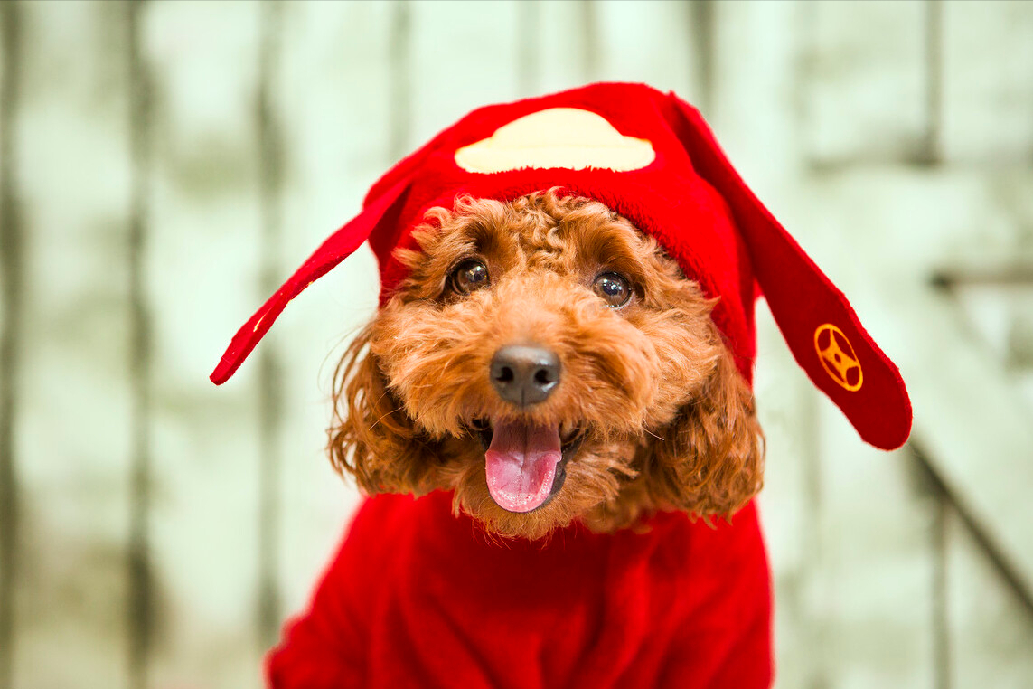 法斗和巴哥哪个体臭严重