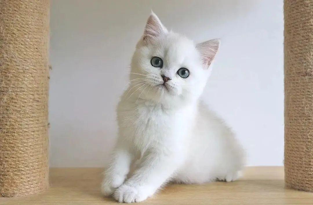 怎么看布偶猫几个月大