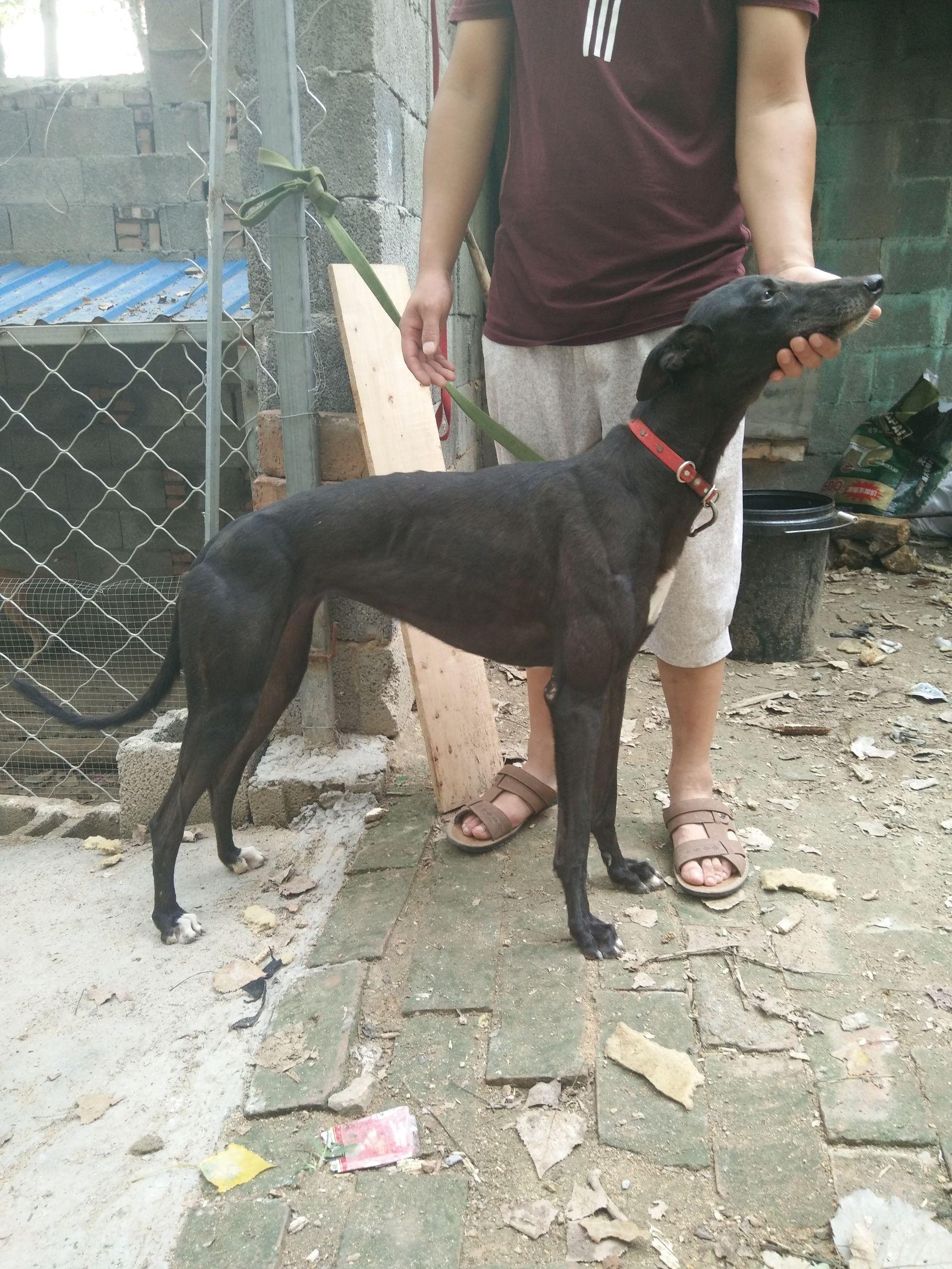 格力犬多少钱一只小狗