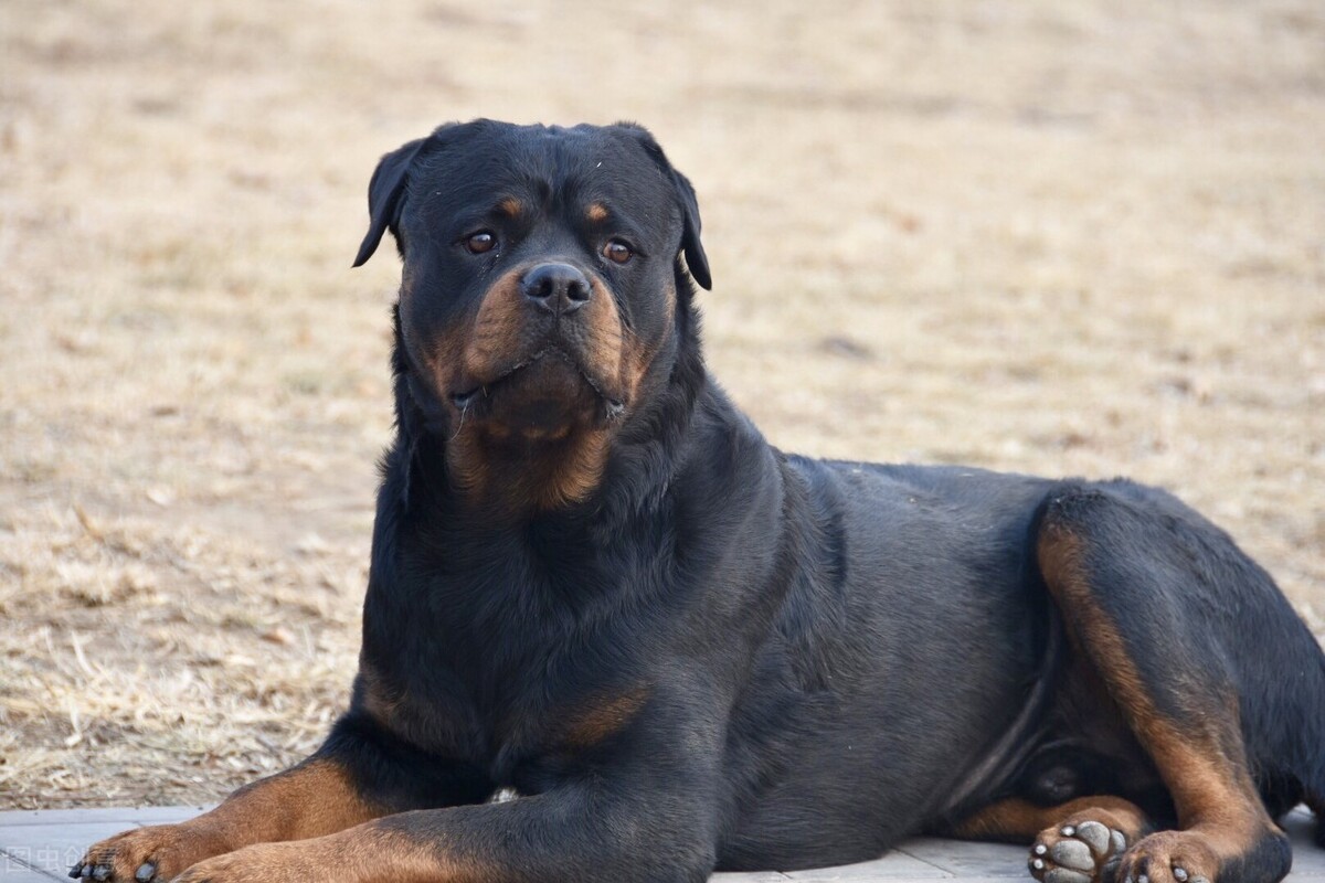 大大的黑黑的狗