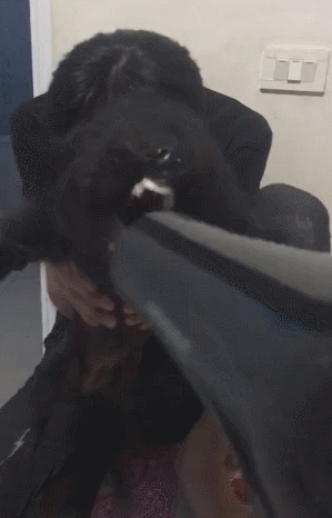 什么不能养黑泰迪