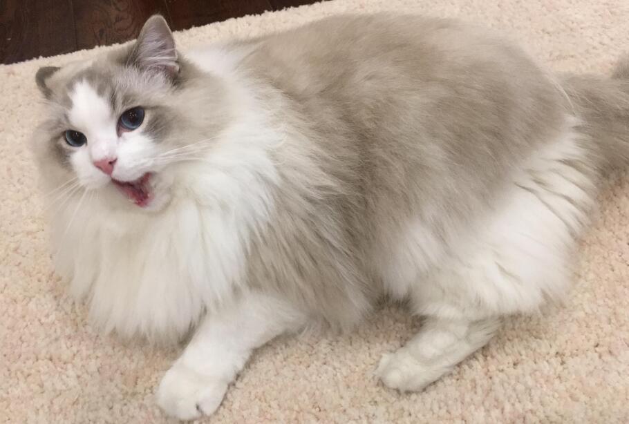 布偶猫怎么养才好看